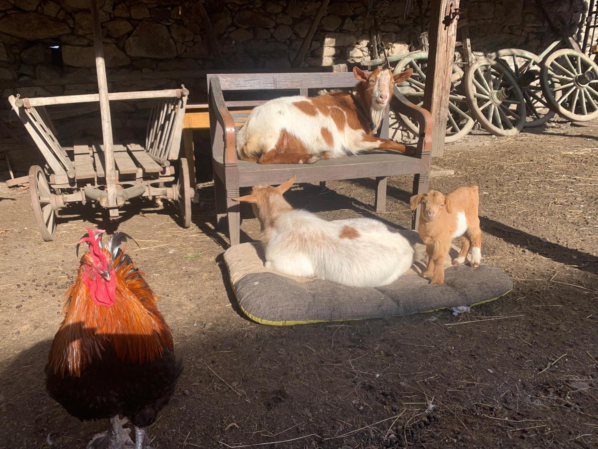 Chalupa Gretl Pohorsko Buitenkant foto